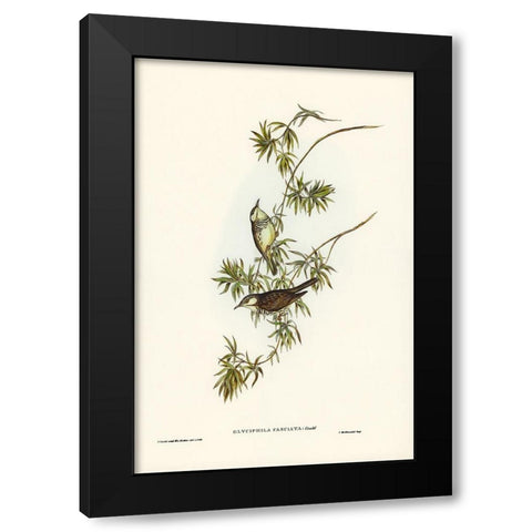 Fasciated Honey-eater-Glyciphila fasciata Black Modern Wood Framed Art Print with Double Matting by Gould, John