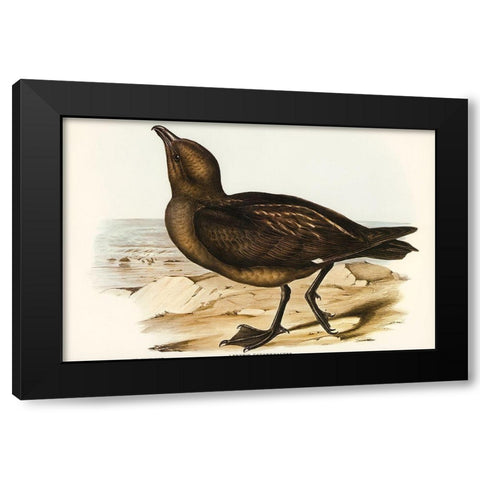 Skua Gull-Lestris Catarractes Black Modern Wood Framed Art Print with Double Matting by Gould, John