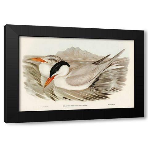 Powerful Tern-Sylochelidon strenuus Black Modern Wood Framed Art Print by Gould, John