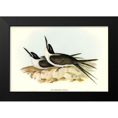 Panayan Tern-Onychoprion Panaya Black Modern Wood Framed Art Print by Gould, John