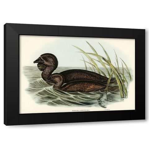 Musk Duck-Biziura lobata Black Modern Wood Framed Art Print with Double Matting by Gould, John
