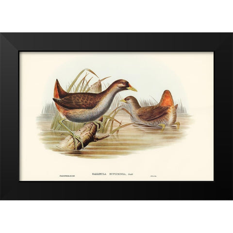 Rufous-vented Gallinule-Gallinula ruficrissa Black Modern Wood Framed Art Print by Gould, John