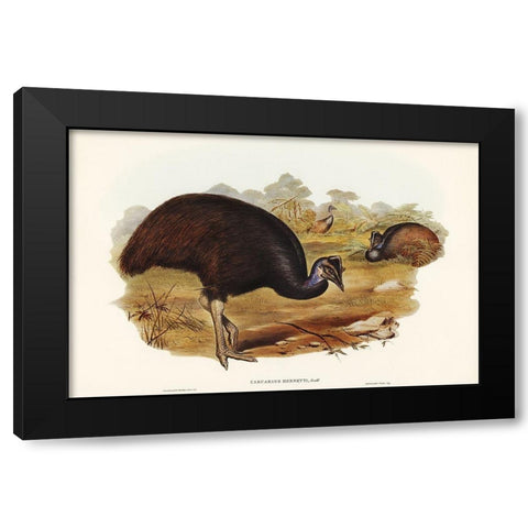 Bennetts Cassowary-Casuarius Bennetti Black Modern Wood Framed Art Print by Gould, John