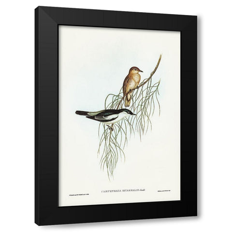 White-shouldered cuckooshrike-Campephaga humeralis Black Modern Wood Framed Art Print by Gould, John
