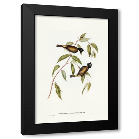 Black-headed Honey-eater-Melthreptus melanocephalus Black Modern Wood Framed Art Print by Gould, John