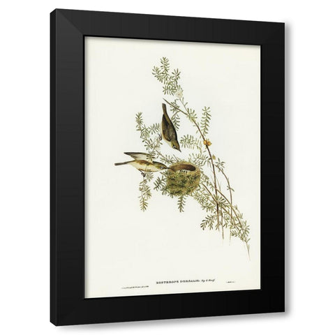 Gray-backed Zosterops-Zosterops dorsalis Black Modern Wood Framed Art Print with Double Matting by Gould, John