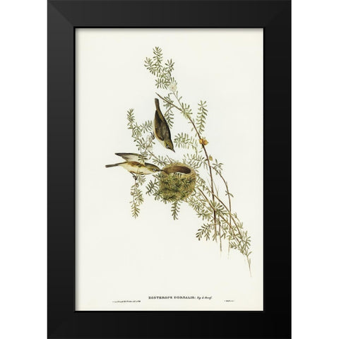 Gray-backed Zosterops-Zosterops dorsalis Black Modern Wood Framed Art Print by Gould, John