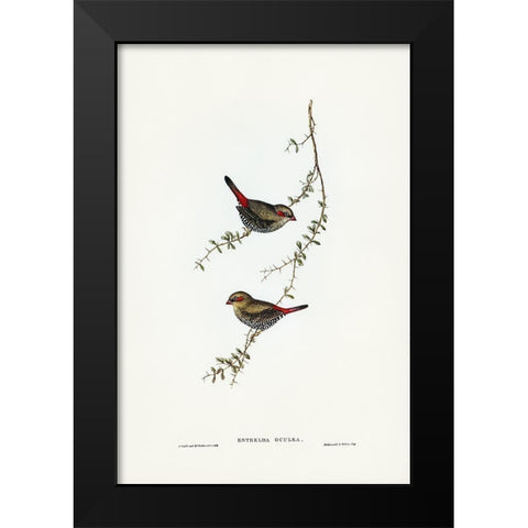 Red-eared Finch-Estrelda oculea Black Modern Wood Framed Art Print by Gould, John