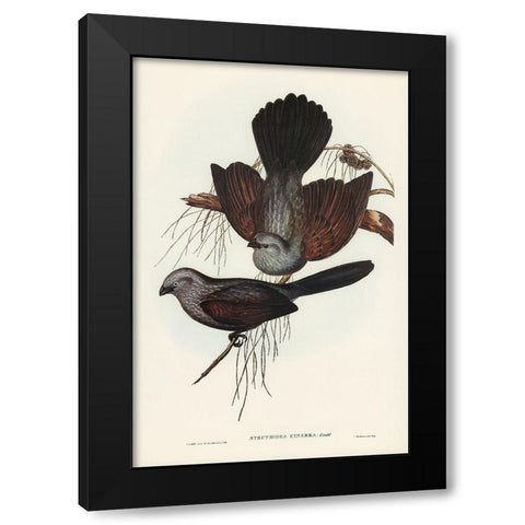 Grey Struthidea-Struthidea cinerea Black Modern Wood Framed Art Print with Double Matting by Gould, John