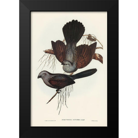Grey Struthidea-Struthidea cinerea Black Modern Wood Framed Art Print by Gould, John