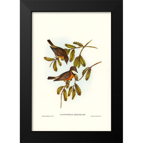 Lunated Pachycephala-Pachycephala falcata Black Modern Wood Framed Art Print by Gould, John