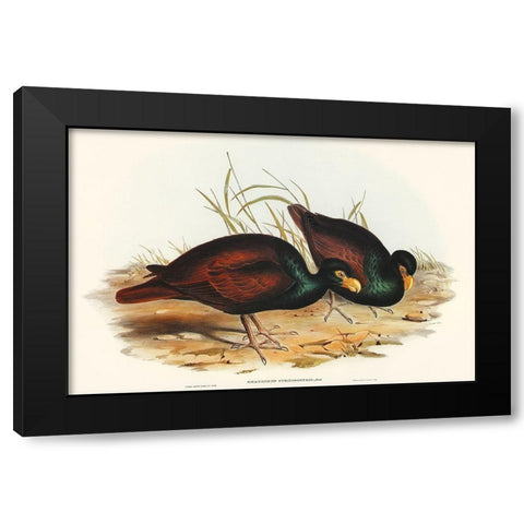 Gnathodon-Gnathodon strigirostris Black Modern Wood Framed Art Print by Gould, John