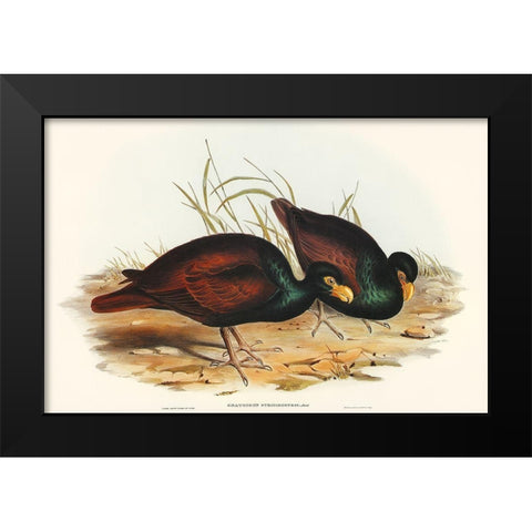 Gnathodon-Gnathodon strigirostris Black Modern Wood Framed Art Print by Gould, John