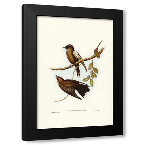 Grey-breasted Wood Swallow-Artamus cinereous Black Modern Wood Framed Art Print with Double Matting by Gould, John