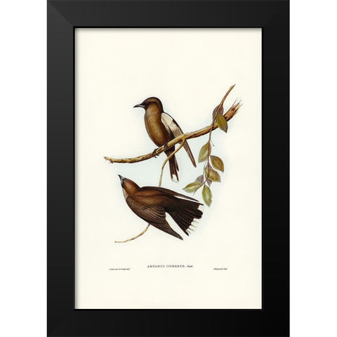 Grey-breasted Wood Swallow-Artamus cinereous Black Modern Wood Framed Art Print by Gould, John