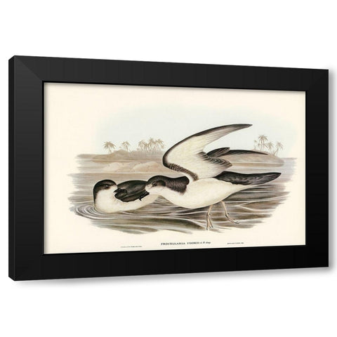 Cooks Petrel-Procellaria Cookii Black Modern Wood Framed Art Print by Gould, John