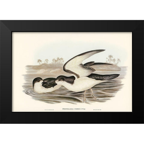 Cooks Petrel-Procellaria Cookii Black Modern Wood Framed Art Print by Gould, John