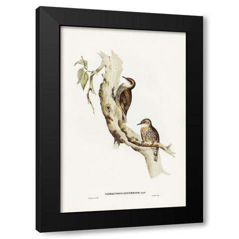 Red-eyebrowed Tree-Creeper-Climacteris crythrops Black Modern Wood Framed Art Print with Double Matting by Gould, John