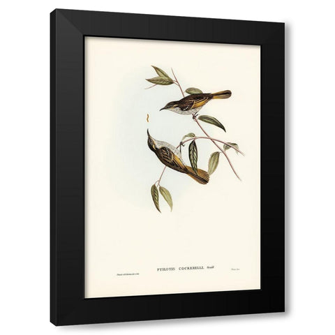 Cockerells Honey-eater-Ptilotis Cockerelli Black Modern Wood Framed Art Print by Gould, John