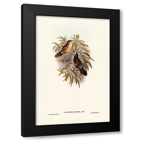 Great Acanthiza-Acanthiza magna Black Modern Wood Framed Art Print with Double Matting by Gould, John