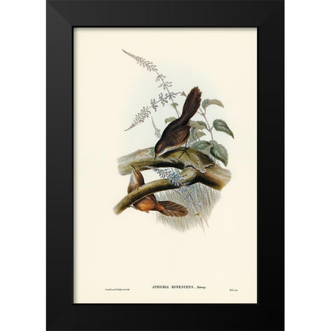 Rufescent Scrub-Bird-Atrichia rufescens Black Modern Wood Framed Art Print by Gould, John