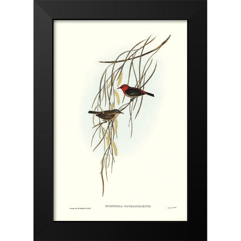 Sanguineous Honey-eater-Myzomela sanguincolenta Black Modern Wood Framed Art Print by Gould, John