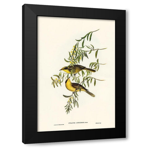 Yellow-tufted Honey-eater-Ptilotis auricomis Black Modern Wood Framed Art Print by Gould, John