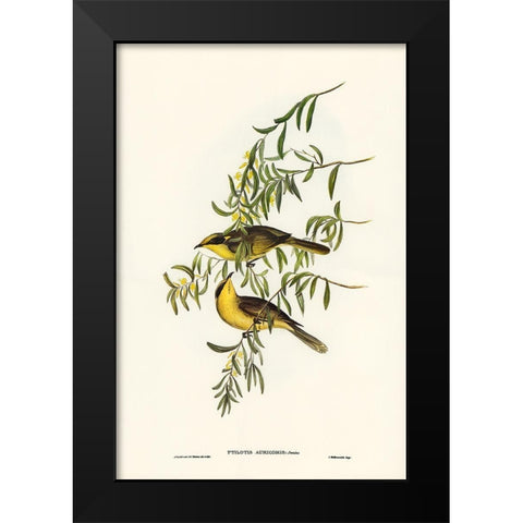 Yellow-tufted Honey-eater-Ptilotis auricomis Black Modern Wood Framed Art Print by Gould, John