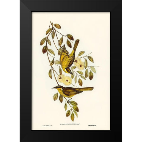 Varied Honey-eater-Ptilotis versicolor Black Modern Wood Framed Art Print by Gould, John