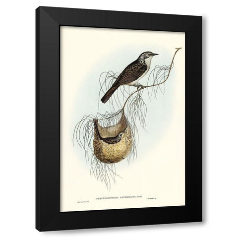 Lanceolate Honey-eater-Plectorhyncha lanceolata Black Modern Wood Framed Art Print with Double Matting by Gould, John