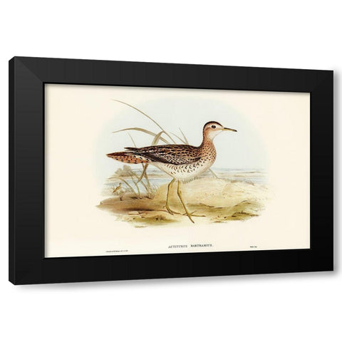 Bartrams Sandpiper-Actiturus Bartramius Black Modern Wood Framed Art Print by Gould, John
