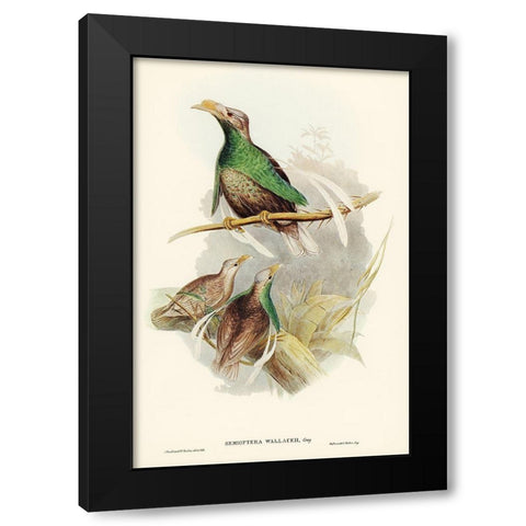Standard-Wing-Semioptera Wallacei Black Modern Wood Framed Art Print by Gould, John