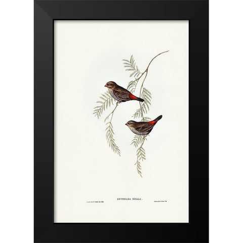 Fire-tailed Finch Black Modern Wood Framed Art Print by Gould, John