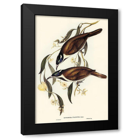 Blue-faced Entomyza-Entomyza cyanotis Black Modern Wood Framed Art Print by Gould, John