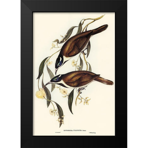 Blue-faced Entomyza-Entomyza cyanotis Black Modern Wood Framed Art Print by Gould, John