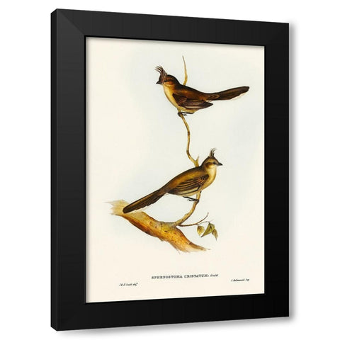 Crested Wedge-bill-Sphenostoma cristata Black Modern Wood Framed Art Print by Gould, John