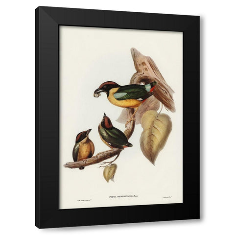 Noisy Pitta-Pitta strepitans Black Modern Wood Framed Art Print by Gould, John