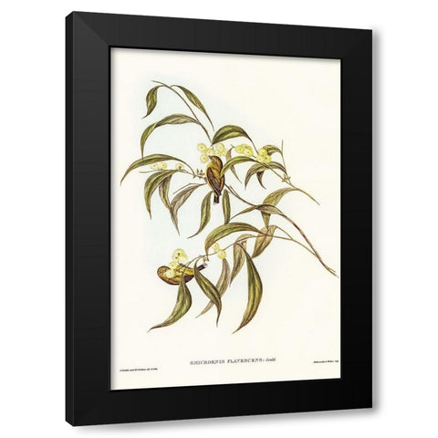 Yellow Weebill-Smicrornis flavescens Black Modern Wood Framed Art Print with Double Matting by Gould, John