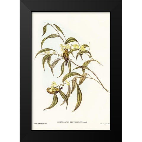 Yellow Weebill-Smicrornis flavescens Black Modern Wood Framed Art Print by Gould, John