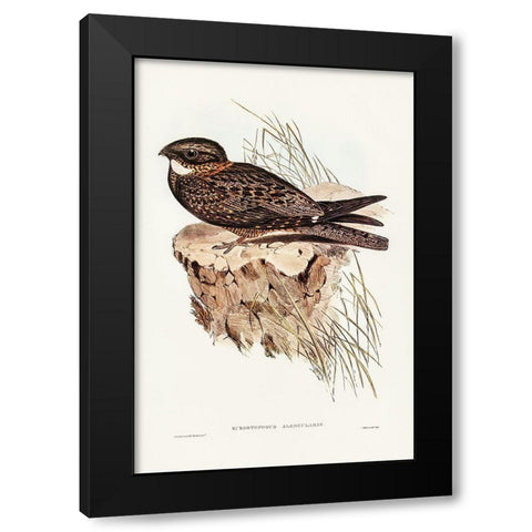 White-throated Goat-sucker-Eurostopodus albogularis Black Modern Wood Framed Art Print with Double Matting by Gould, John