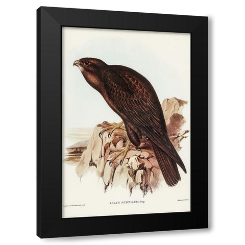 Black Falcon-Falco sunnier Black Modern Wood Framed Art Print with Double Matting by Gould, John
