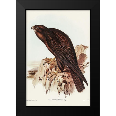 Black Falcon-Falco sunnier Black Modern Wood Framed Art Print by Gould, John