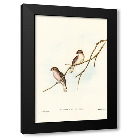 Great-winged Flycatcher-Microeca macroptera Black Modern Wood Framed Art Print by Gould, John