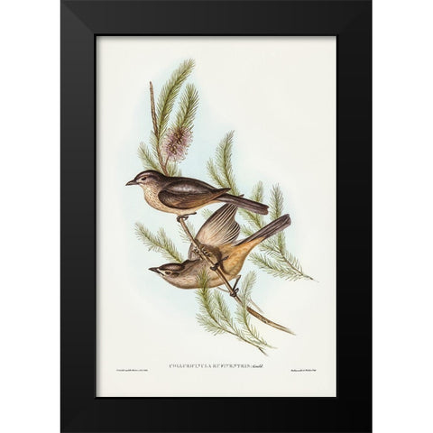 Buff-bellied shrike-thrush-Colluricincla rufiventris Black Modern Wood Framed Art Print by Gould, John