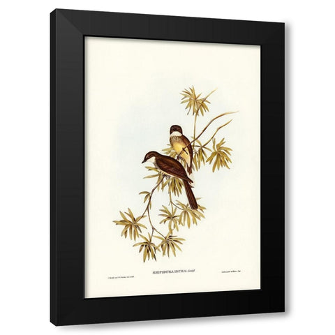 Northern Fantail-Rhipidura isura Black Modern Wood Framed Art Print with Double Matting by Gould, John