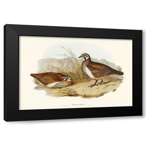 Partridge Bronze-wing-Geophaps scripta Black Modern Wood Framed Art Print by Gould, John