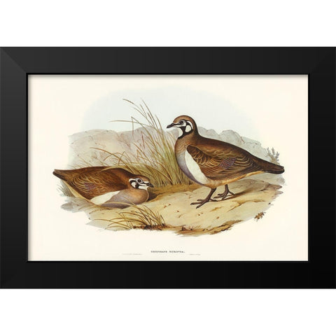 Partridge Bronze-wing-Geophaps scripta Black Modern Wood Framed Art Print by Gould, John
