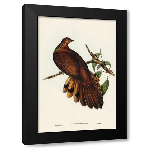 Pheasant-tailed Pigeon-Macropygia Phasianella Black Modern Wood Framed Art Print by Gould, John
