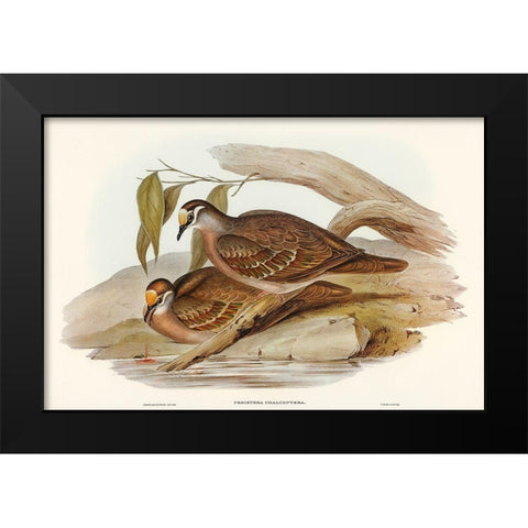 Bronze-winged Pigeon-Peristera chalcoptera Black Modern Wood Framed Art Print by Gould, John