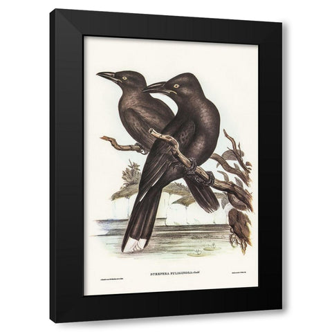 Sooty Crow-Shrike-Strepera fuliginose Black Modern Wood Framed Art Print with Double Matting by Gould, John